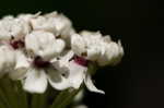 White milkweed